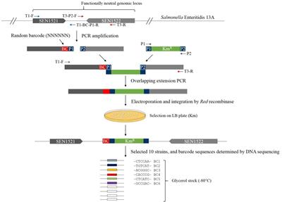 Quantitative Tracking of Salmonella Enteritidis Transmission Routes Using Barcode-Tagged Isogenic Strains in Chickens: Proof-of-Concept Study